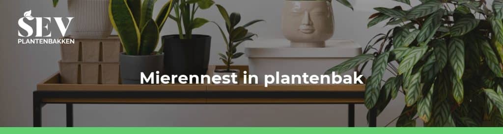 mierennest in plantenbak