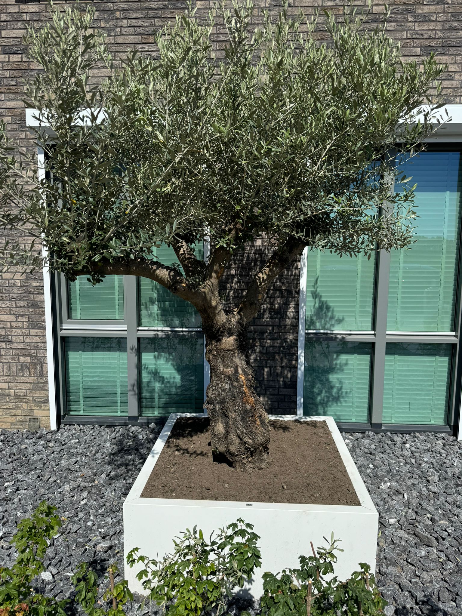 SEV Plantenbak 100x100x50