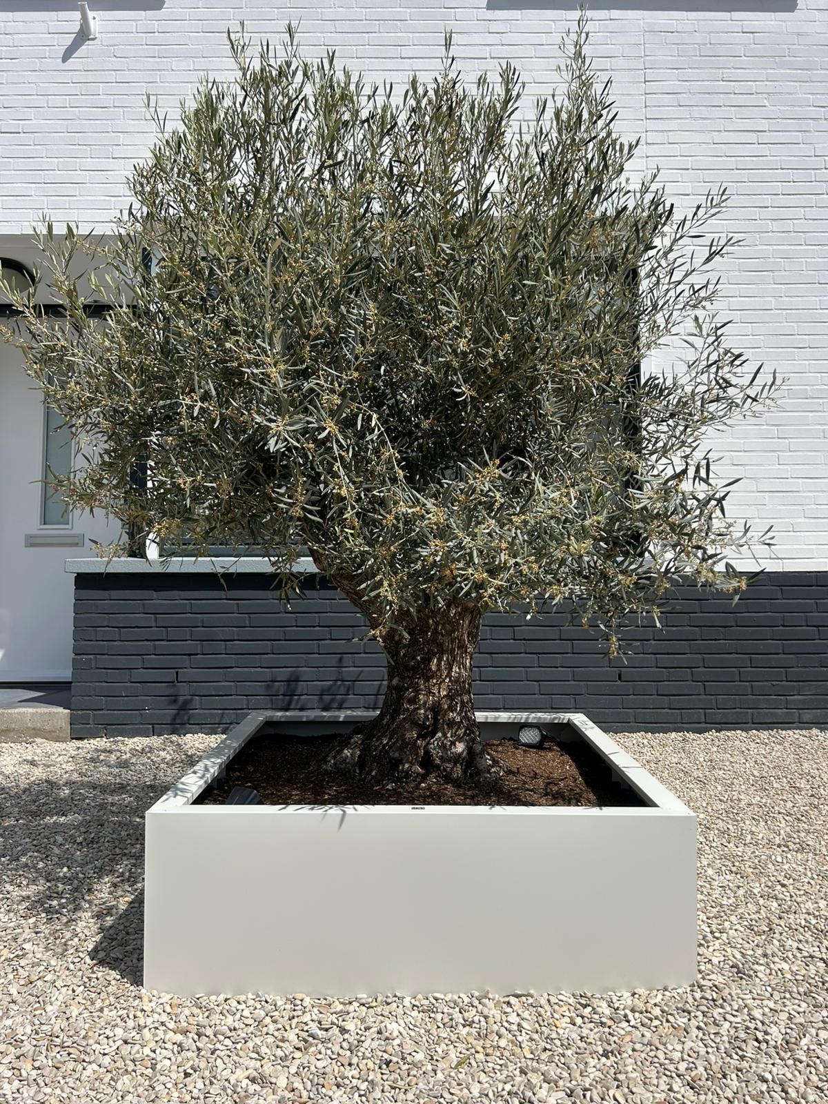 SEV Plantenbak 120x120x40